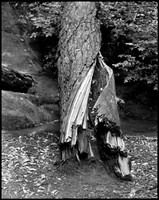 Unfold - Redwood Forest CA