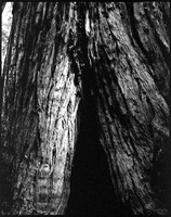 Curtains - Redwood Forest CA