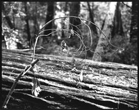 Creeping - Redwood Forest CA