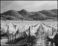 Napa Valley, CA (Infrared)