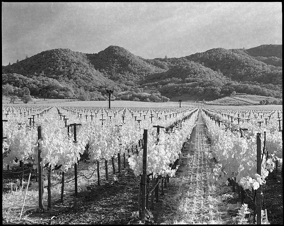 Napa Valley, CA (Infrared)