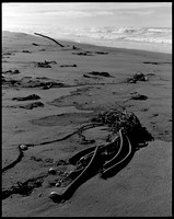 Mendocino Coast, CA