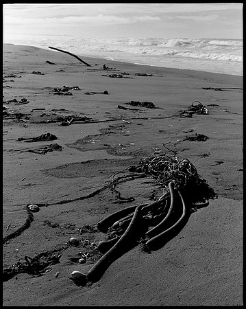 Mendocino Coast, CA