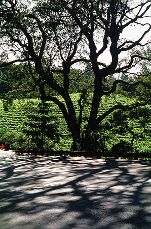 Santa Cruz Mountains, CA