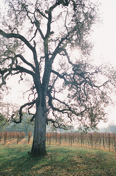 Russian River, CA