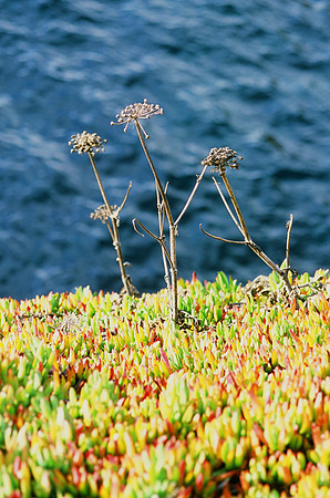 Mendocino, CA