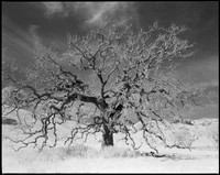 Napa Valley, CA (Infrared)