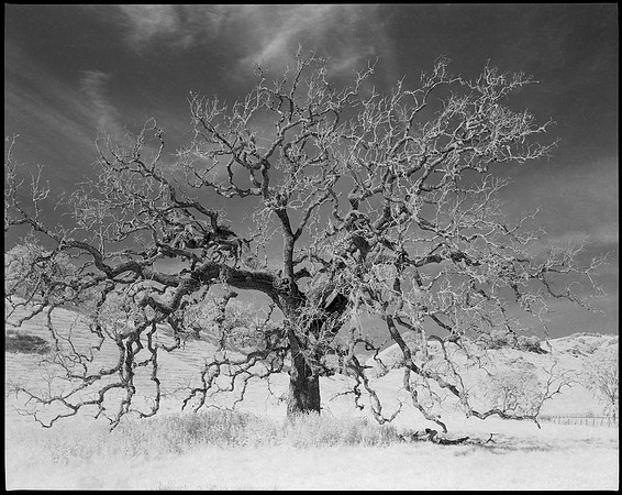 Napa Valley, CA (Infrared)